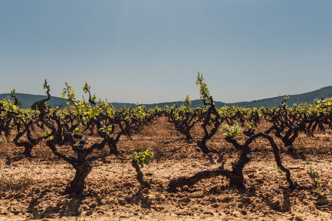 🍷🥂 Die Rebe, die Traube und die Primitivo-Weine 🌳🍇  L’alberello  🌳